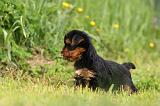 YORKSHIRE TERRIER 595